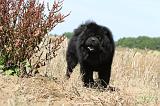 CHOW CHOW 162